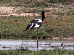 Ephippiorhynchus senegalensis