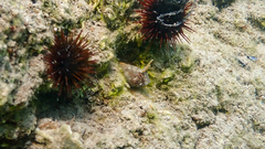 Parablennius tentacularis