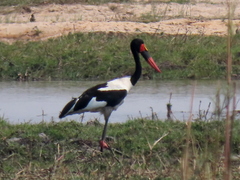 Ephippiorhynchus senegalensis