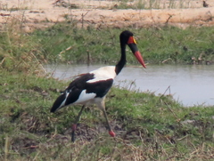 Ephippiorhynchus senegalensis