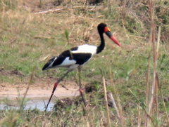 Ephippiorhynchus senegalensis