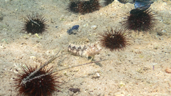 Parablennius tentacularis