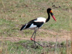 Ephippiorhynchus senegalensis