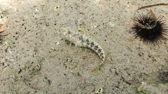 Parablennius tentacularis