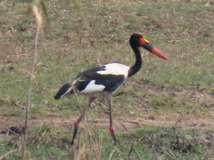 Ephippiorhynchus senegalensis