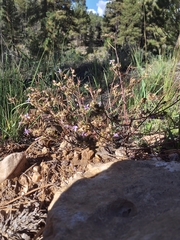 Ipomopsis multiflora