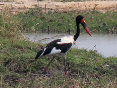 Ephippiorhynchus senegalensis