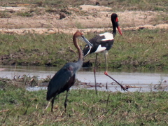 Ephippiorhynchus senegalensis