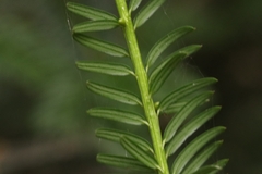 Taxus baccata
