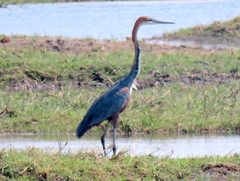 Ardea goliath