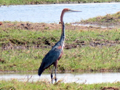 Ardea goliath