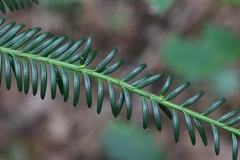 Taxus baccata