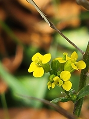 Erysimum cheiranthoides