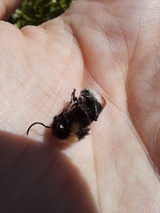 Bombus