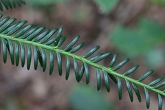 Taxus baccata