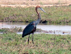 Ardea goliath