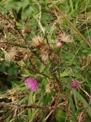 Carduus crispus