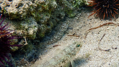 Gobius niger