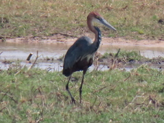 Ardea goliath