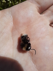 Bombus