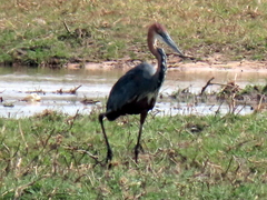 Ardea goliath