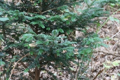 Taxus baccata