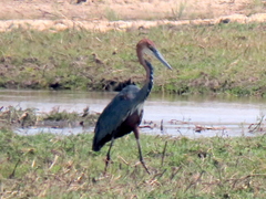 Ardea goliath