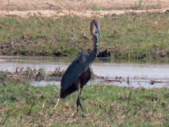 Ardea goliath