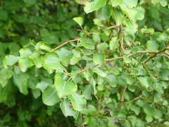 Pyrus communis pyraster