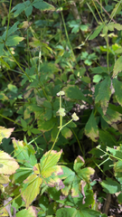 Sanicula marilandica
