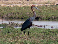 Ardea goliath