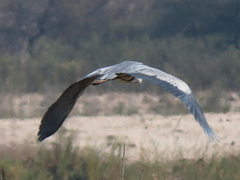 Ardea goliath
