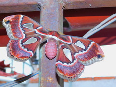 Rothschildia cinctus