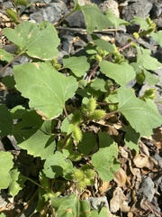 Xanthium orientale