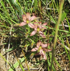 Wachendorfia multiflora
