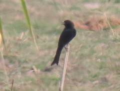 Dicrurus adsimilis apivorus