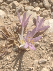 Colchicum tunicatum