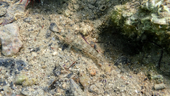 Gobius niger