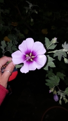 Malva subovata bicolor