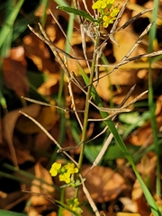 Erysimum cheiranthoides