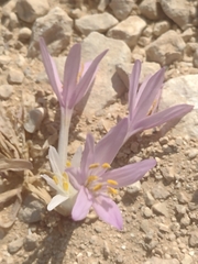 Colchicum tunicatum