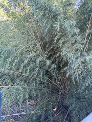 Phyllostachys aurea