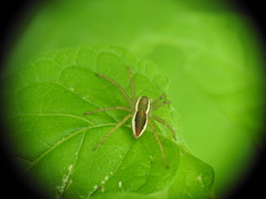 Dolomedes fimbriatus