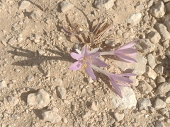 Colchicum tunicatum