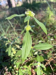 Spermacoce verticillata
