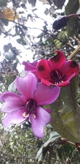 Meriania nobilis