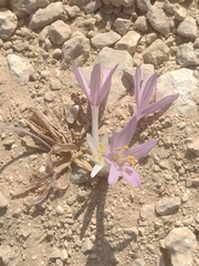 Colchicum tunicatum