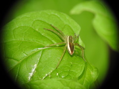 Dolomedes fimbriatus