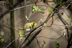 Phylloscopus sibilatrix