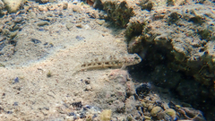 Gobius niger